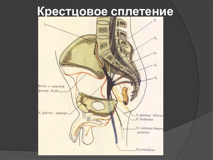 Крестцовое сплетение