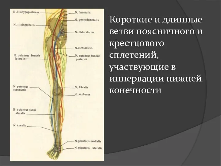 Короткие и длинные ветви поясничного и крестцового сплетений, участвующие в иннервации нижней конечности