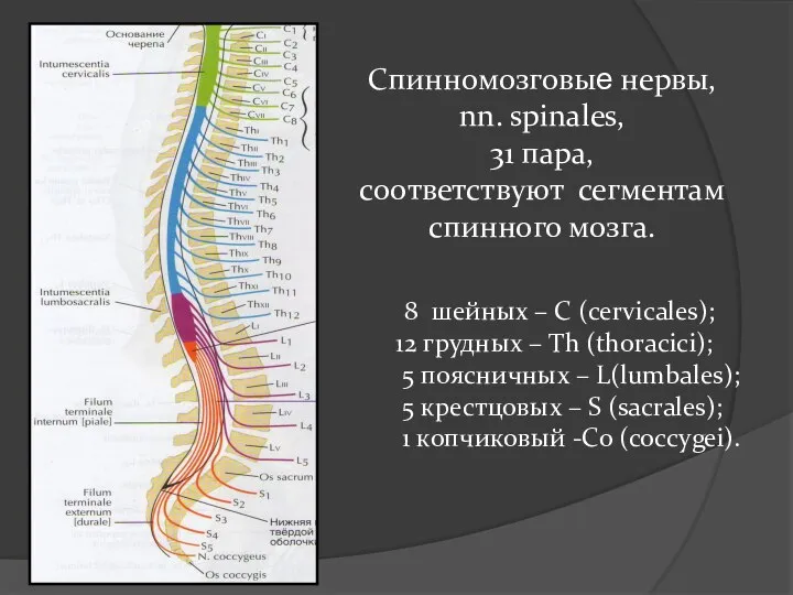 Спинномозговые нервы, nn. spinales, 31 пара, cоответствуют сегментам спинного мозга. 8 шейных