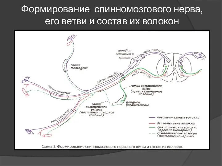 Формирование спинномозгового нерва, его ветви и состав их волокон