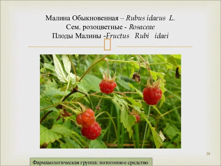 Малина Обыкновенная – Rubus idaeus L. Сем. розоцветные - Rosaceae Плоды Малины