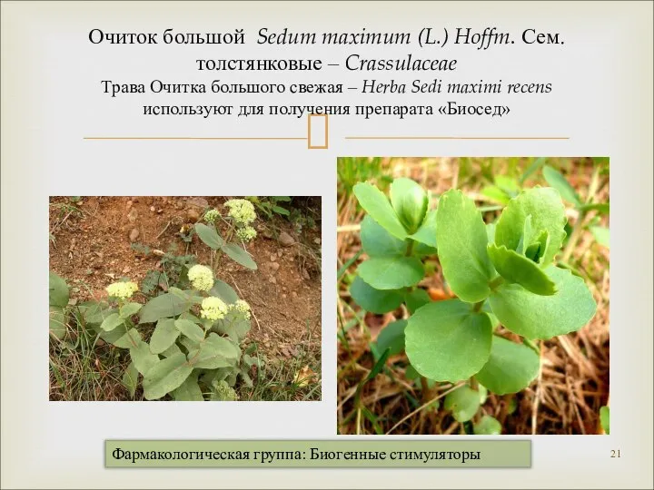 Очиток большой Sedum maximum (L.) Hoffm. Сем. толстянковые – Crassulaceae Трава Очитка