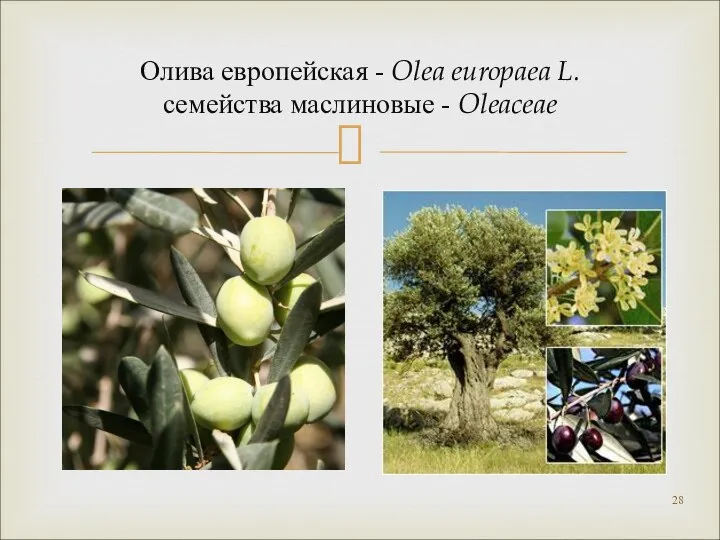 Олива европейская - Olea europaea L. семейства маслиновые - Oleaceae