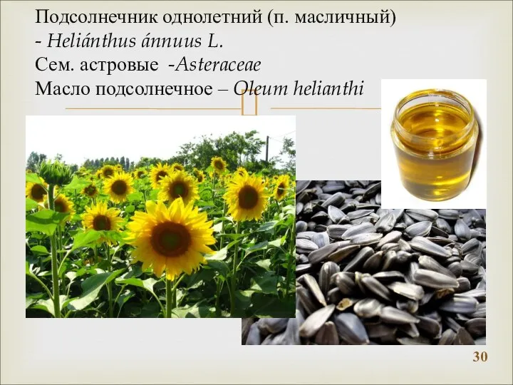 Подсолнечник однолетний (п. масличный) - Heliánthus ánnuus L. Сем. астровые -Asteraceae Масло подсолнечное – Oleum helianthi