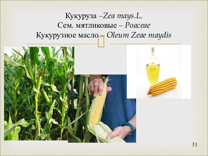 Кукуруза –Zea mays.L. Сем. мятликовые – Poaceae Кукурузное масло – Oleum Zeae maydis