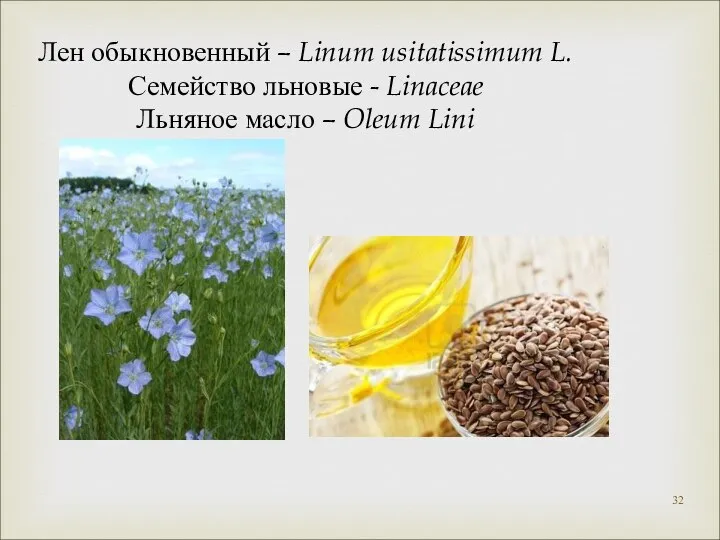 Лен обыкновенный – Linum usitatissimum L. Семейство льновые - Linaceae Льняное масло – Oleum Lini