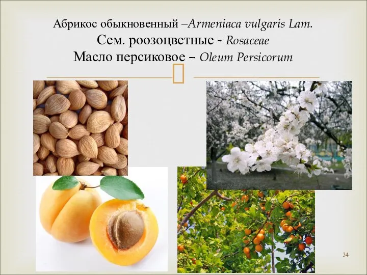 Абрикос обыкновенный –Armeniaca vulgaris Lam. Сем. роозоцветные - Rosaceae Масло персиковое – Oleum Persicorum