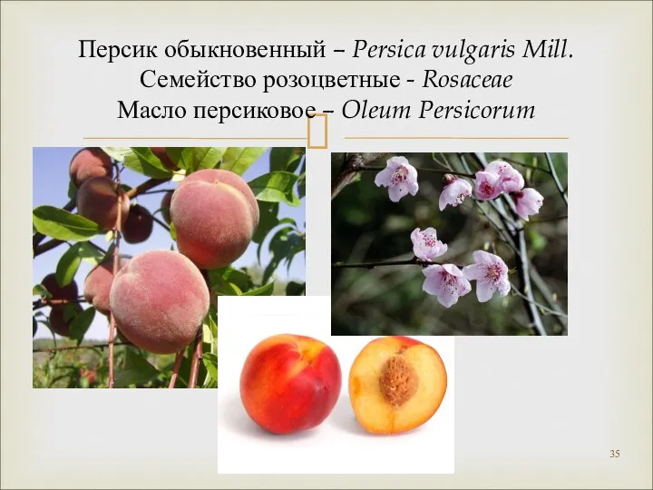 Персик обыкновенный – Persica vulgaris Mill. Семейство розоцветные - Rosaceae Масло персиковое – Oleum Persicorum