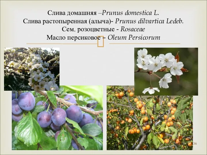 Слива домашняя –Prunus domestica L. Слива растопыренная (алыча)- Prunus dilvartica Ledeb. Сем.