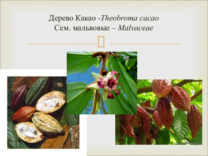 Дерево Какао -Theobroma cacao Сем. мальвовые – Malvaceae