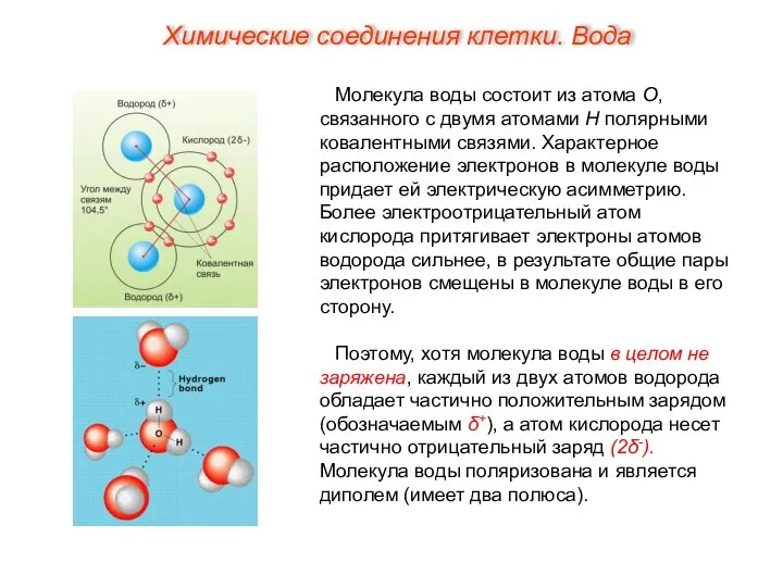 Молекула воды состоит из атома О, связанного с двумя атомами Н полярными