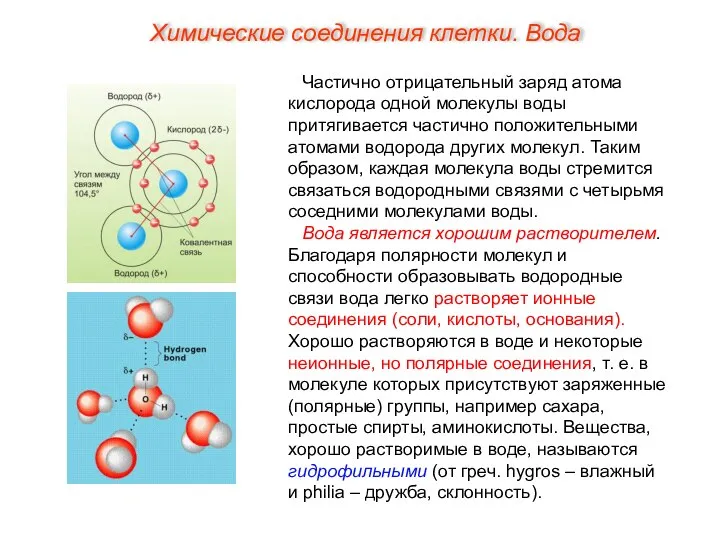 Частично отрицательный заряд атома кислорода одной молекулы воды притягивается частично положительными атомами