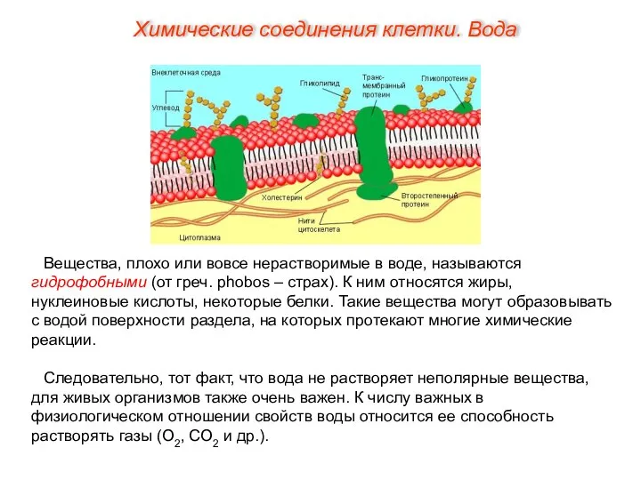 Вещества, плохо или вовсе нерастворимые в воде, называются гидрофобными (от греч. phobos