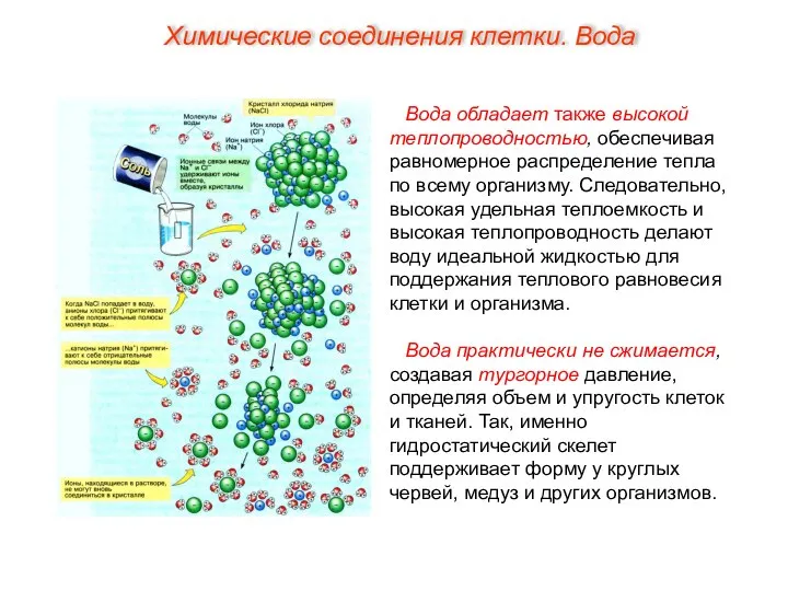 Вода обладает также высокой теплопроводностью, обеспечивая равномерное распределение тепла по всему организму.