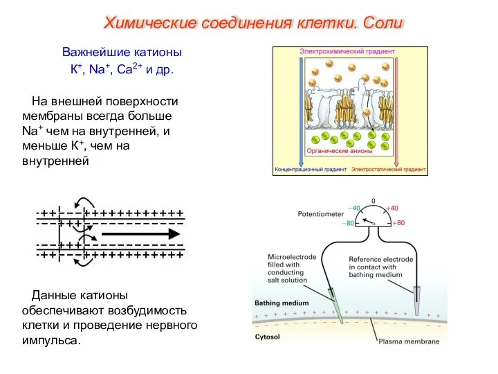 Важнейшие катионы К+, Na+, Ca2+ и др. Данные катионы обеспечивают возбудимость клетки