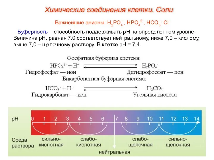 Важнейшие анионы: Н2РО4-, НРО42-, НСО3-, Сl- Буферность – способность поддерживать рН на