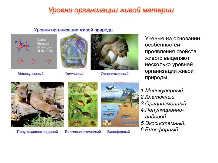 Ученые на основании особенностей проявления свойств живого выделяют несколько уровней организации живой