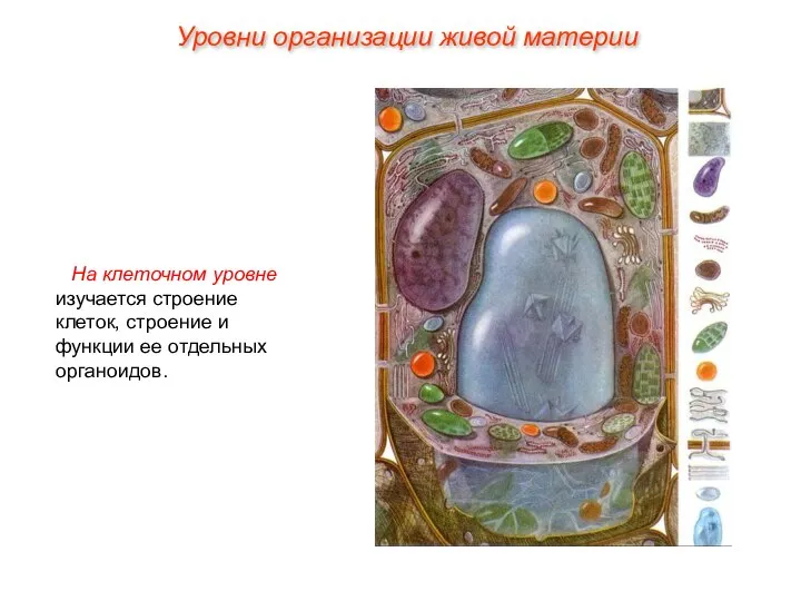 На клеточном уровне изучается строение клеток, строение и функции ее отдельных органоидов. Уровни организации живой материи