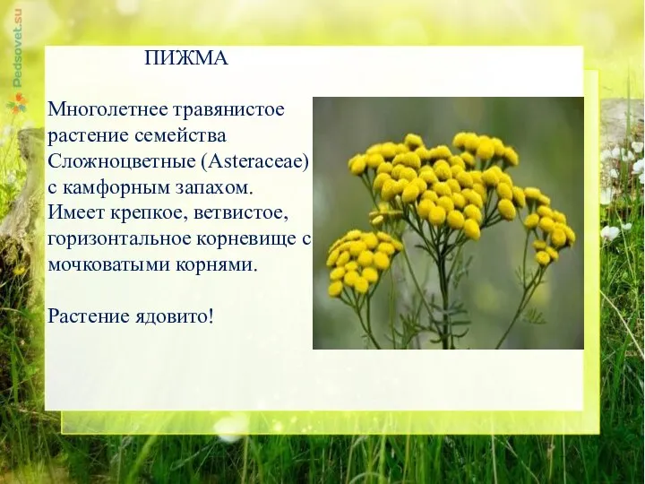 ПИЖМА Многолетнее травянистое растение семейства Сложноцветные (Asteraceae) с камфорным запахом. Имеет крепкое,