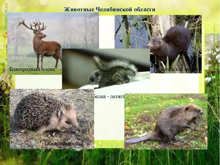 Животные Челябинской области