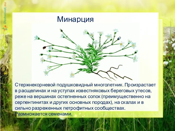 Минарция гельма Стержнекорневой подушковидный многолетник. Произрастает в расщелинах и на уступах известняковых