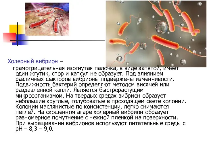 Холерный вибрион – грамотрицательная изогнутая палочка, в виде запятой, имеет один жгутик,