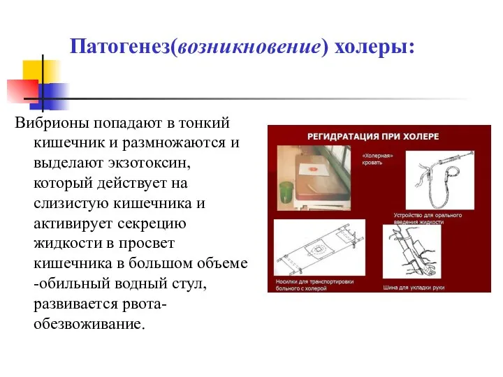 Вибрионы попадают в тонкий кишечник и размножаются и выделают экзотоксин, который действует