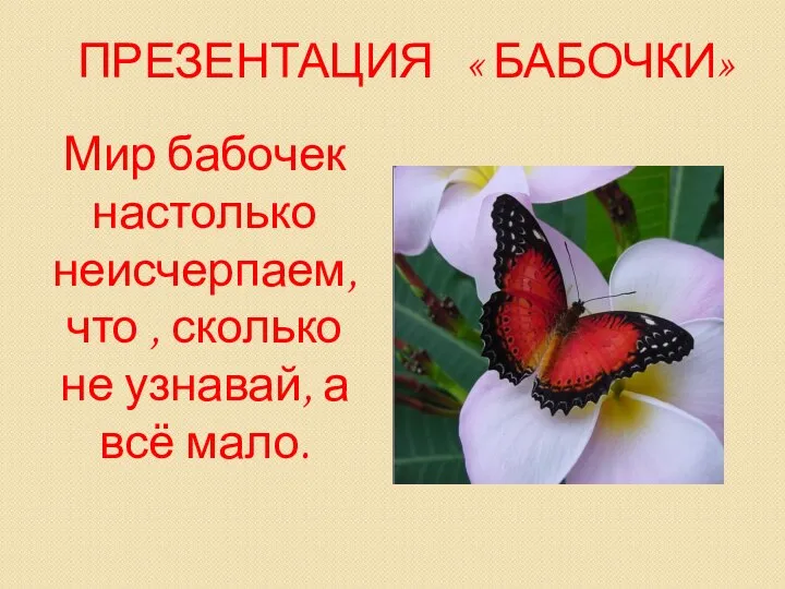 ПРЕЗЕНТАЦИЯ « БАБОЧКИ» Мир бабочек настолько неисчерпаем, что , сколько не узнавай, а всё мало.