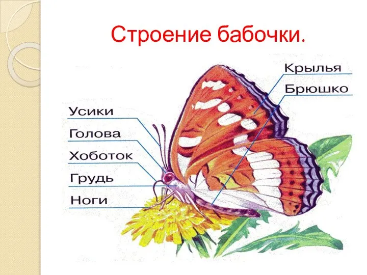 Строение бабочки.