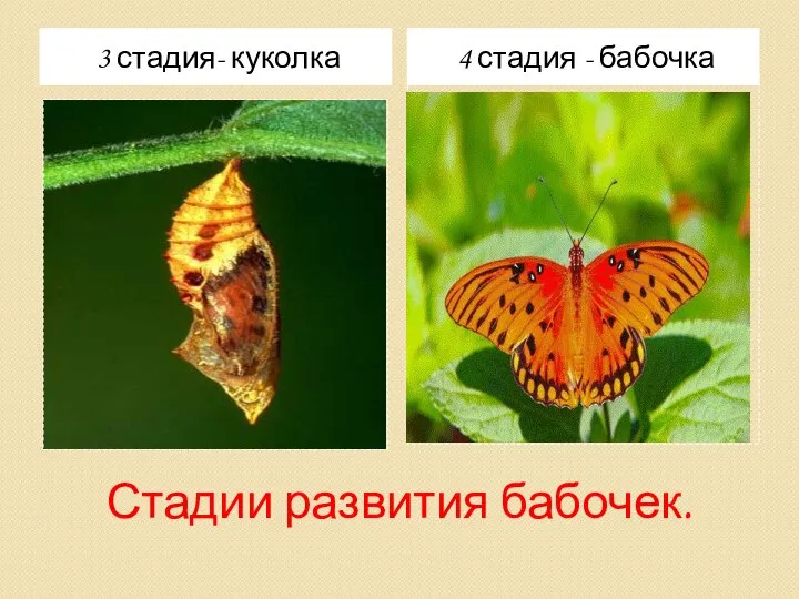Стадии развития бабочек. 3 стадия- куколка 4 стадия - бабочка