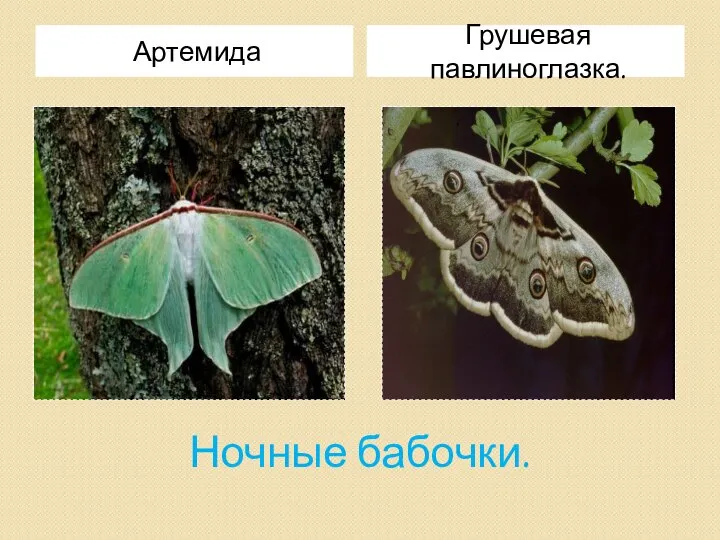 Ночные бабочки. Артемида Грушевая павлиноглазка.