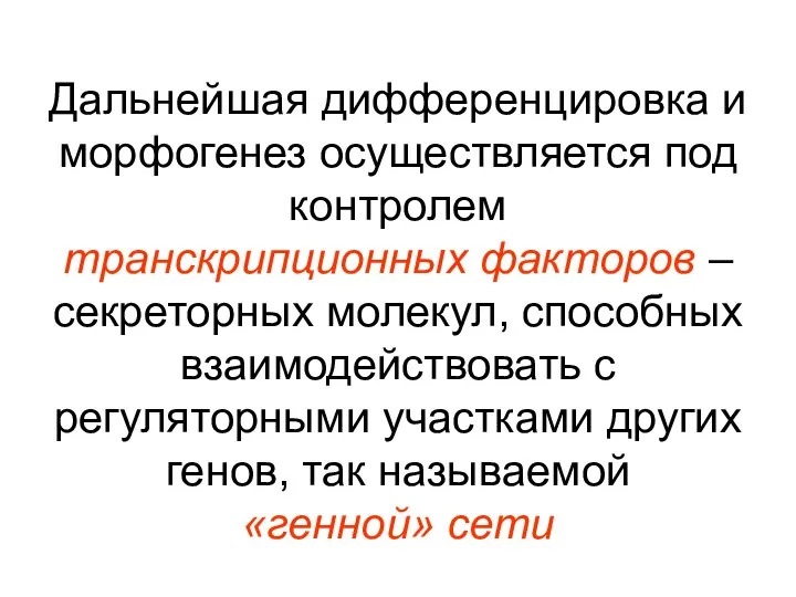 Дальнейшая дифференцировка и морфогенез осуществляется под контролем транскрипционных факторов – секреторных молекул,