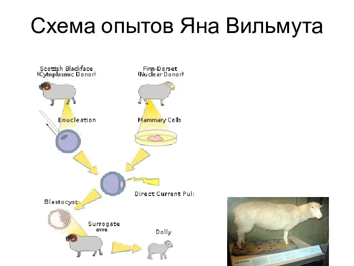 Схема опытов Яна Вильмута