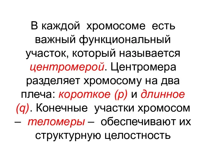 В каждой хромосоме есть важный функциональный участок, который называется центромерой. Центромера разделяет