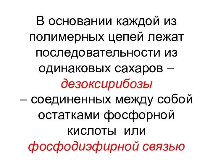 В основании каждой из полимерных цепей лежат последовательности из одинаковых сахаров –дезоксирибозы