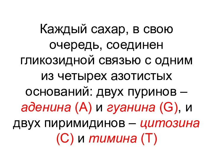 Каждый сахар, в свою очередь, соединен гликозидной связью с одним из четырех