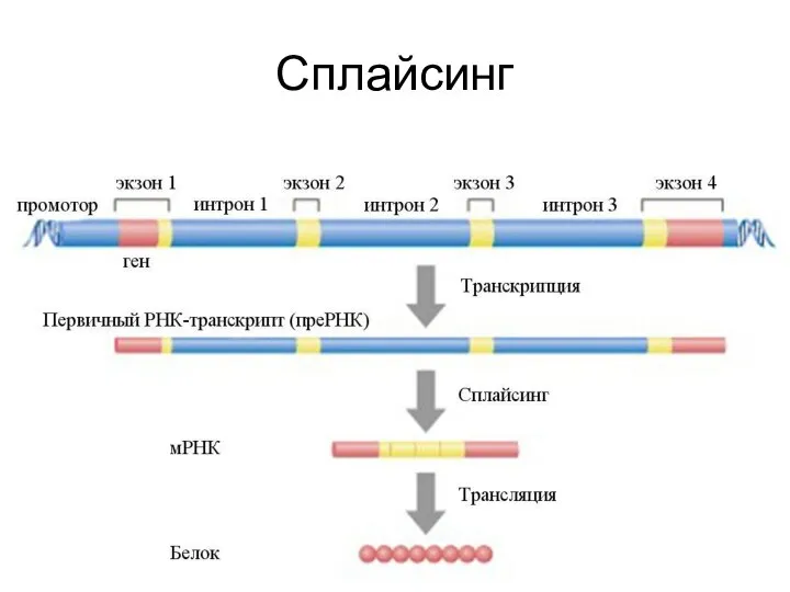 Сплайсинг