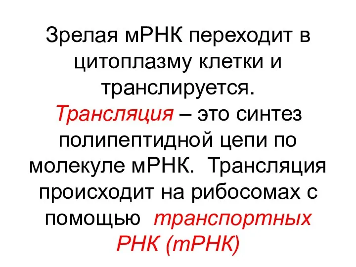 Зрелая мРНК переходит в цитоплазму клетки и транслируется. Трансляция – это синтез