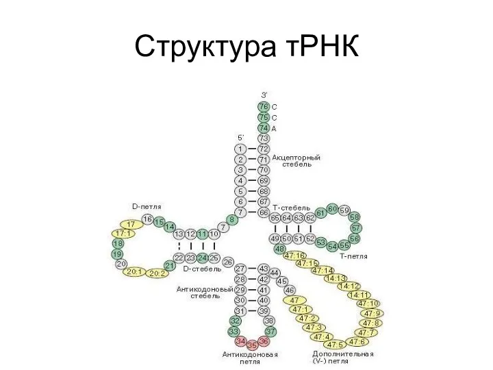 Структура тРНК