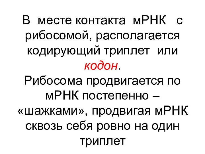 В месте контакта мРНК с рибосомой, располагается кодирующий триплет или кодон. Рибосома