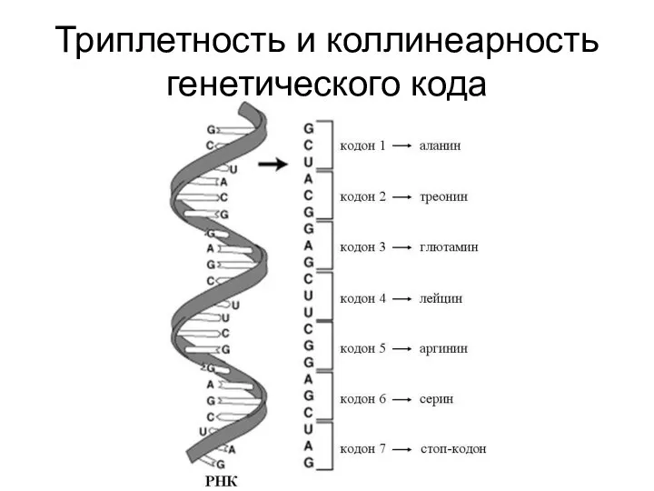 Триплетность и коллинеарность генетического кода
