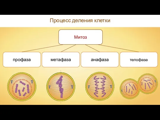 Процесс деления клетки профаза телофаза метафаза Митоз анафаза