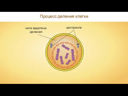 Процесс деления клетки центриоли нити веретена деления