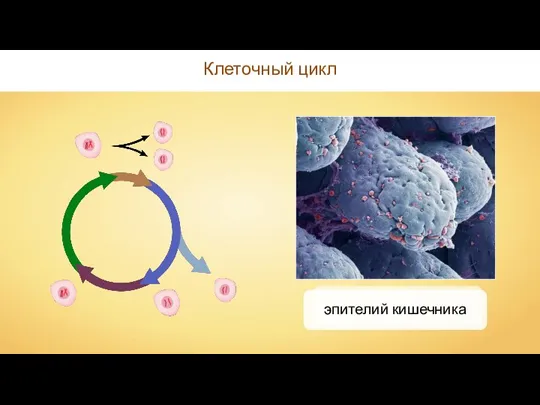 Клеточный цикл эпителий кишечника