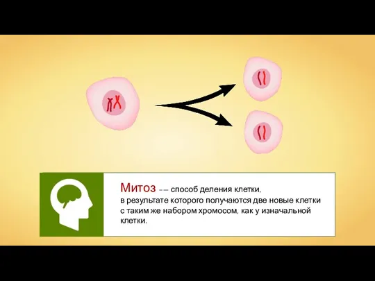 Митоз –— способ деления клетки, в результате которого получаются две новые клетки