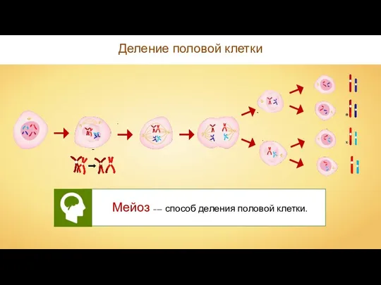 Деление половой клетки Мейоз –— способ деления половой клетки.