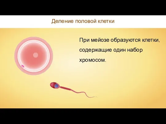 Деление половой клетки При мейозе образуются клетки, содержащие один набор хромосом.