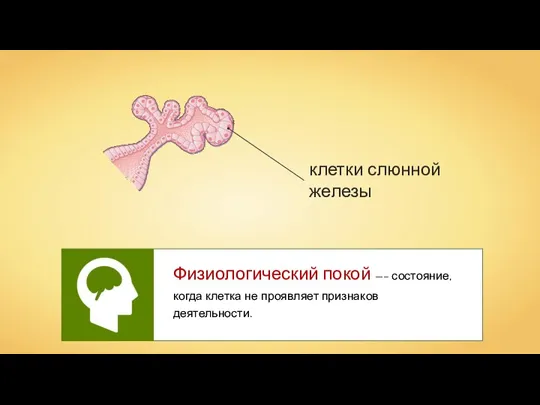 Физиологический покой —– состояние, когда клетка не проявляет признаков деятельности.