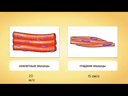скелетные мышцы гладкие мышцы 20 м/с 15 см/с