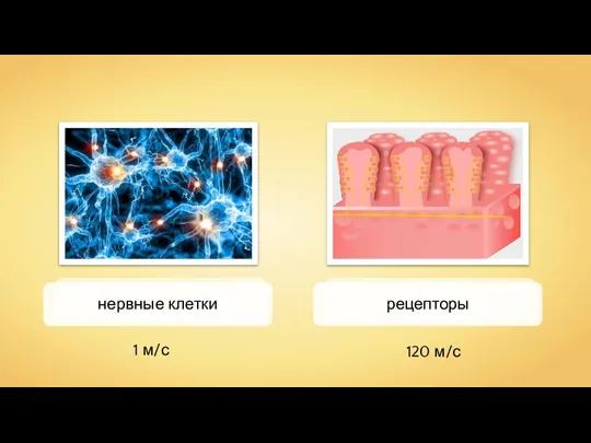 нервные клетки рецепторы 1 м/с 120 м/с